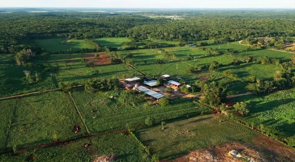 Por que uma gigante das fazendas leiteiras está à venda? O jogo estratégico por trás da corrida global pelo leite tropical