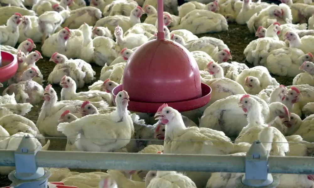 Nove países mantêm embargo ao frango brasileiro mesmo após erradicação de doença