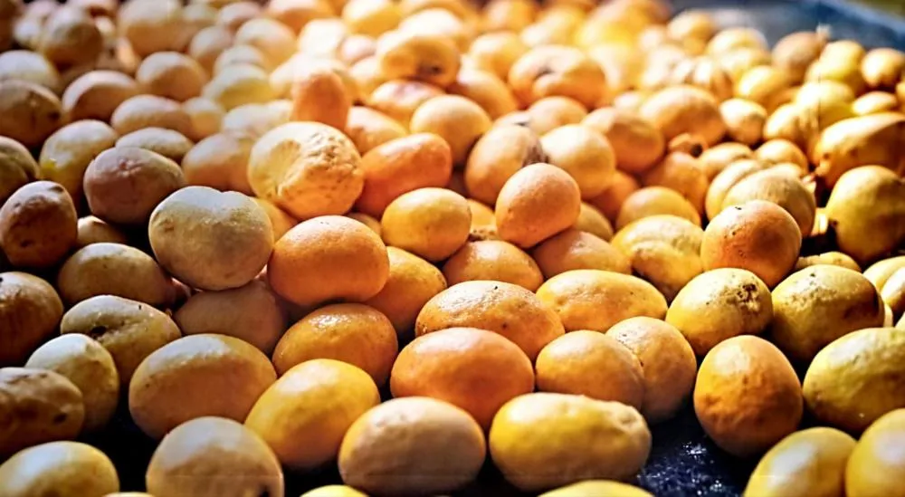Pequi, o Ouro do Cerrado: Startup brasileira aposta na castanha como superalimento e aposta na exportação