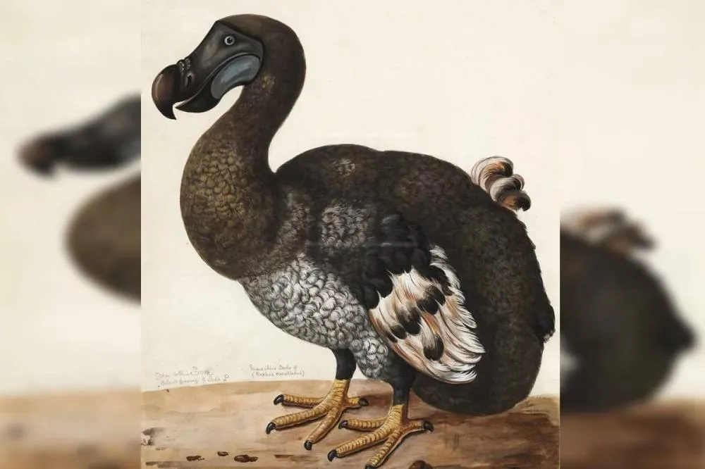 Dodôs: As aves poderosas que a história quase esqueceu