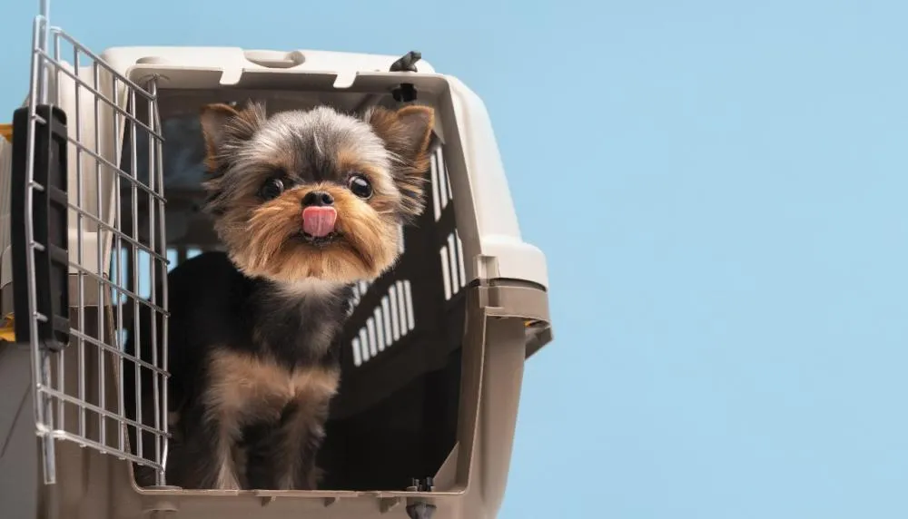 Pets: saiba como tornar viagens seguras e menos estressantes para eles