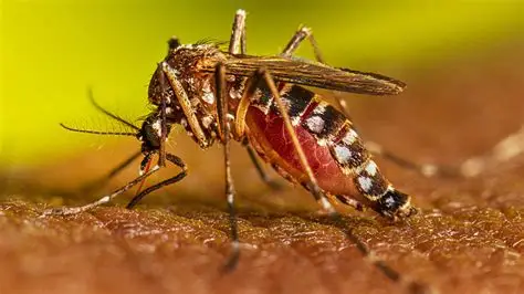 Brasil ultrapassa 1,5 milhão de casos de dengue em 2025, mas registra queda na incidência