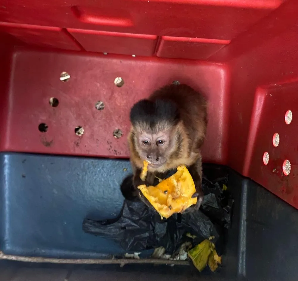 Polícia resgata 70 animais silvestres vítimas de maus-tratos no interior do Piauí