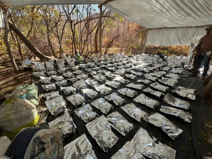 Polícia desarticula plantação de 130 mil pés de maconha em Cristino Castro