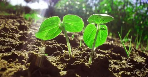  Piauí sediará 13º Congresso Brasileiro de Melhoramento de Plantas
