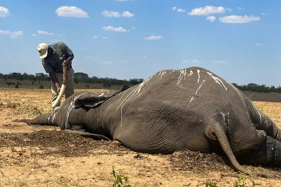 Namíbia vai abater 723 animais selvagens, incluindo 83 elefantes, para matar a fome de afetados por seca severa