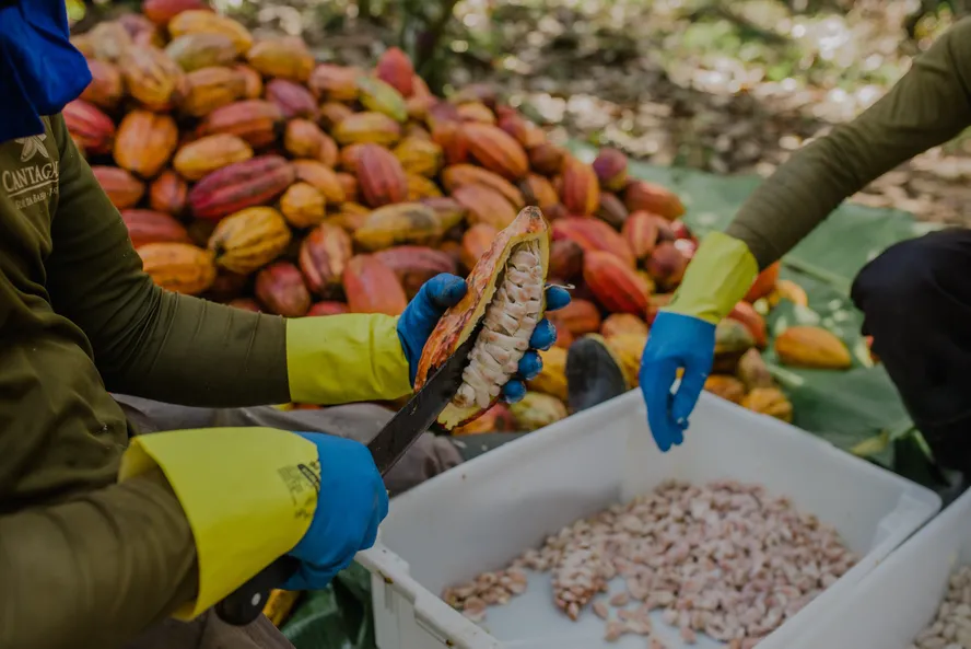 Indústria de cacau no Brasil em risco com tarifaço dos EUA