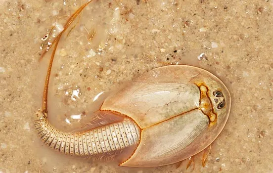 Acredite: 'Camarões-dinossauro' aparecem após chuva no deserto do Arizona