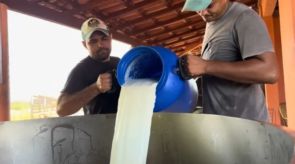 Produção de leite no Piauí bate R$ 222 milhões e impulsiona economia local
