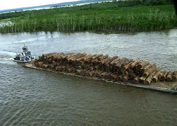 Sob os olhos de todos: A devastação impune da Amazônia e os lucros sombrios do tráfico de madeira