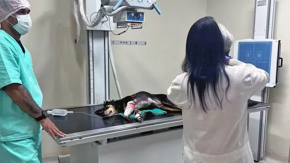 “Jurado de morte”: cachorro é baleado por traficantes no Rio