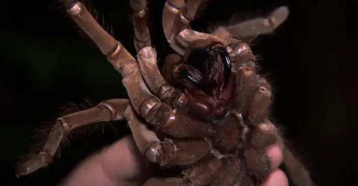 A aranha-re: O gigante silencioso da floresta amazônica