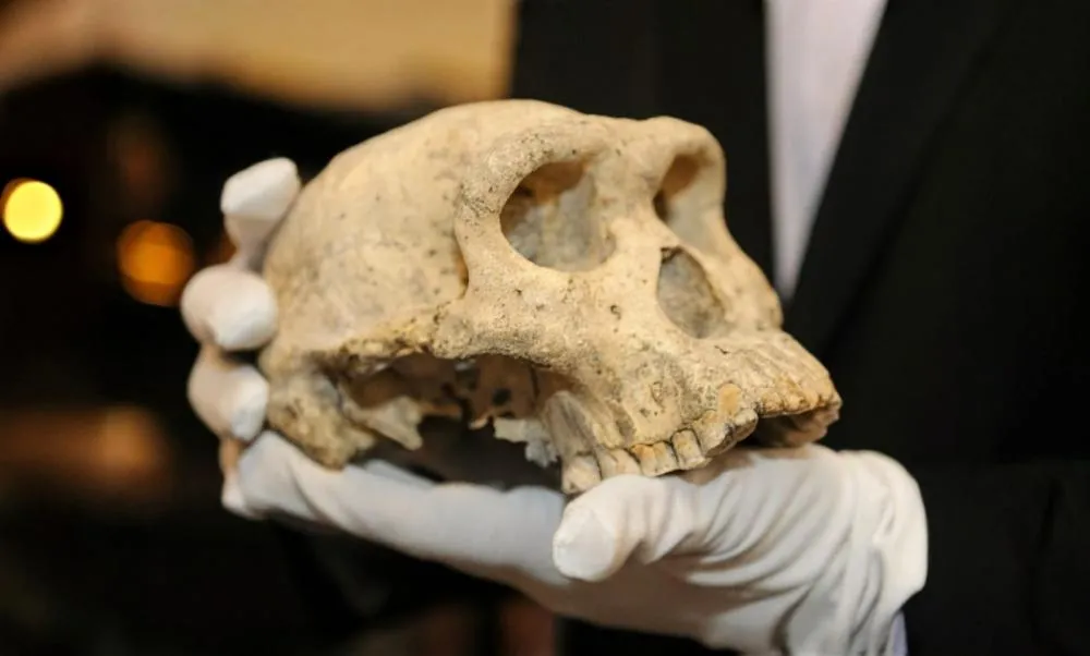 O crânio que pode reescrever a história da humanidade