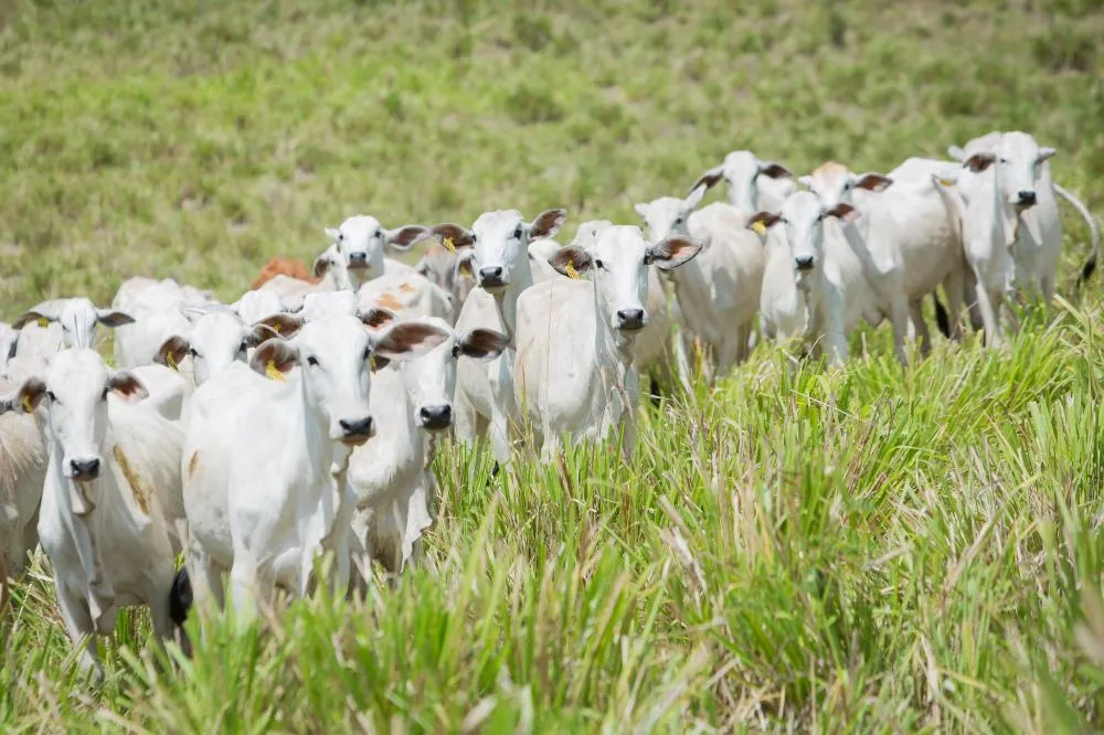 Agropecuária fecha agosto com saldo negativo de empregos no Brasil