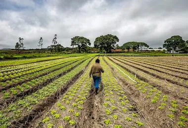 Lula 3 e o colapso silencioso do campo: pequenos e médios produtores à beira da falência