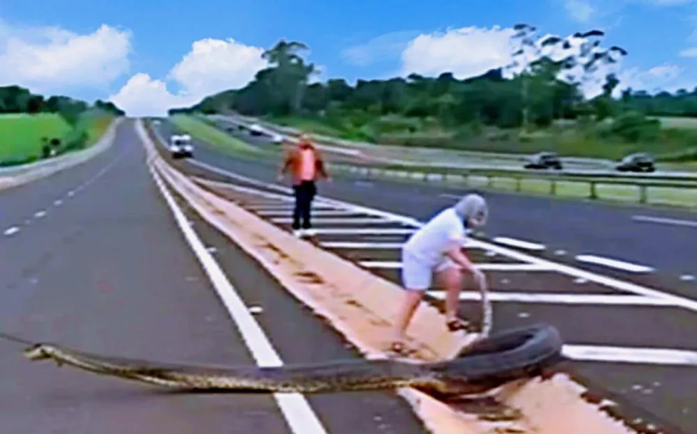 Sucuri de 5 metros para o trânsito em rodovia; veja vídeo