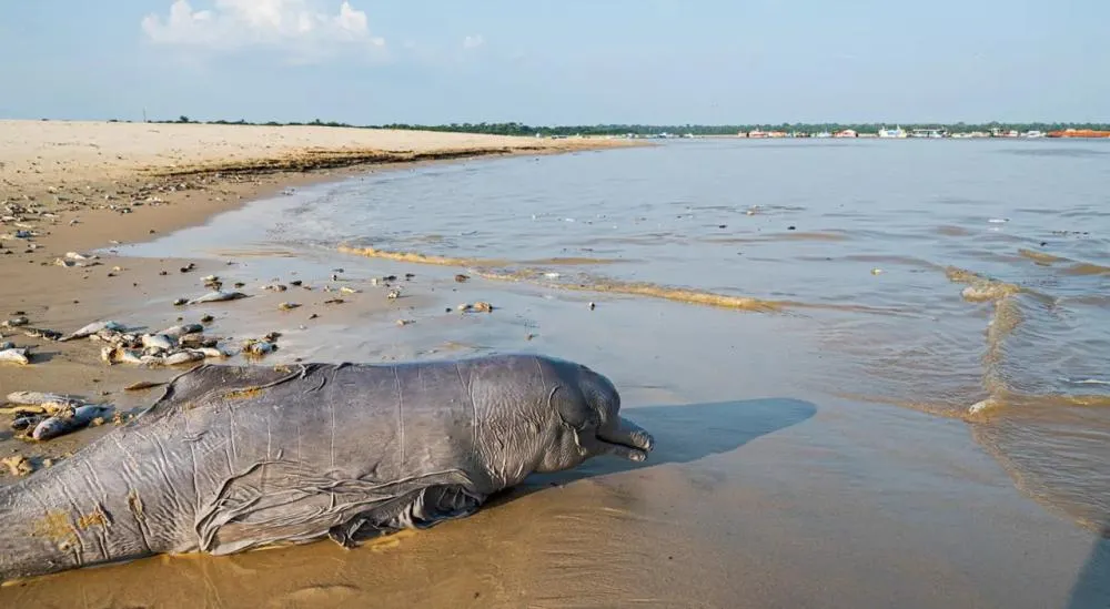 A seca prolongada na Amazônia eleva o preço do frete que aumento o custo dos produtos