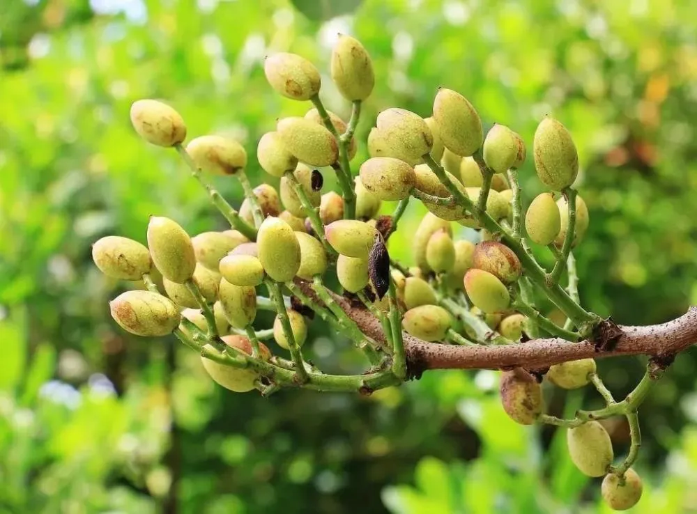 Ousadia Verde: Ceará desafia o impossível e mira a primeira produção nacional de pistache
