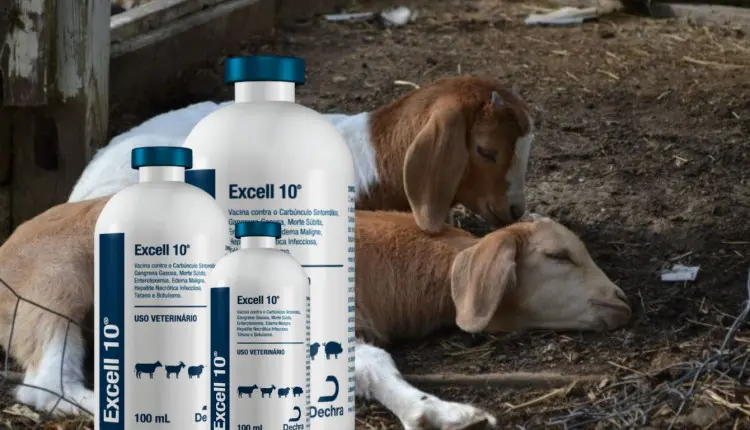 Vacina que mata: falha em lotes da Excell 10 já deixa mais de 600 animais mortos no Brasil
