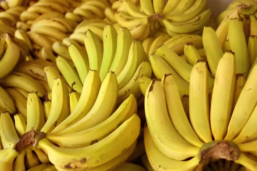 Por que a banana-nanica é grande?