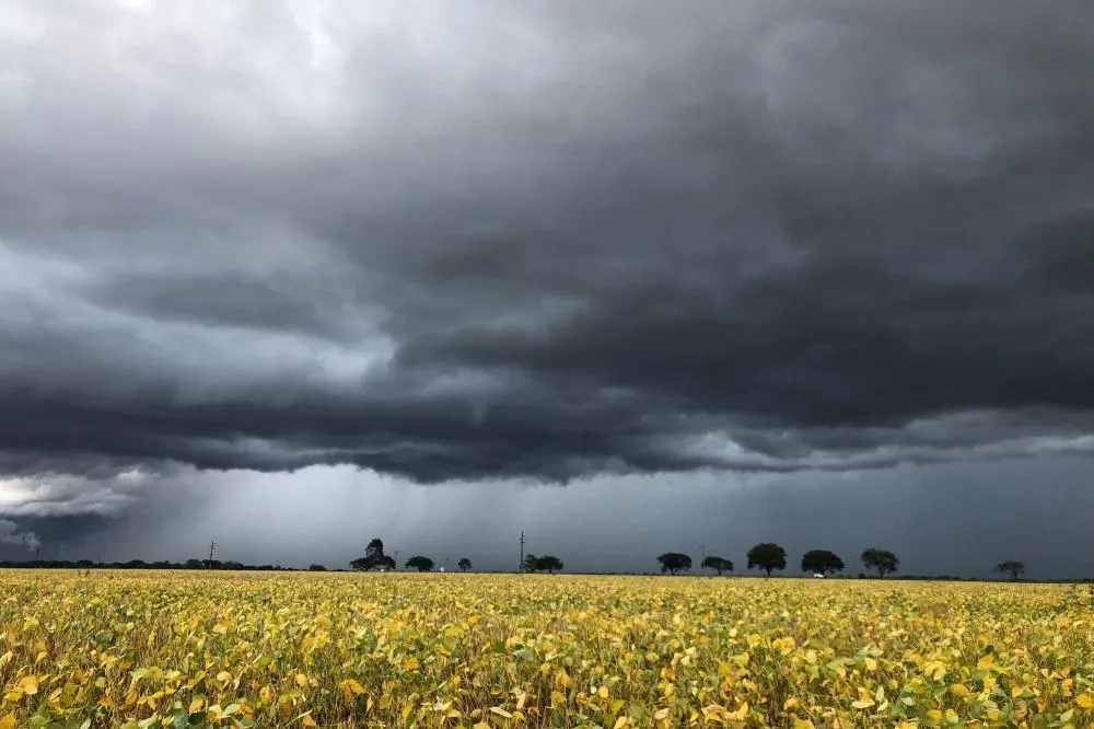 Soja entra em dezembro sob pressão do clima e atraso no plantio