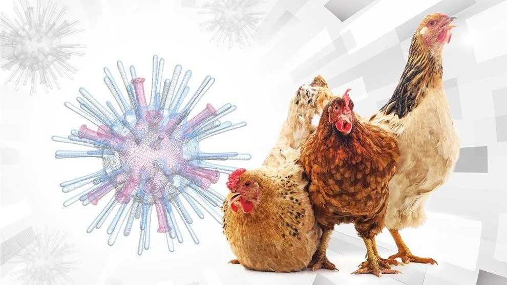 Gripe aviária acende alerta global para risco de nova pandemia