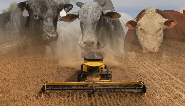 Agronegócio deve enfrentar ano duro em 2026, alerta consultoria