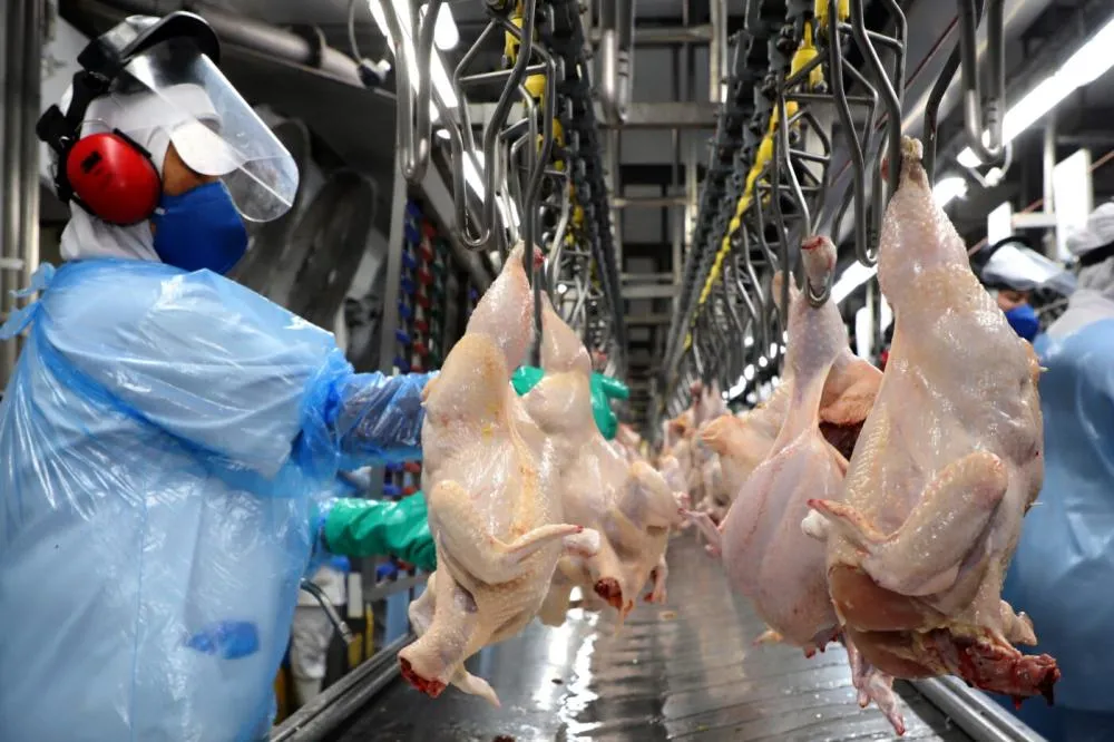 Demanda aquecida e reabastecimento de estoques elevam preço da carne de frango no Brasil