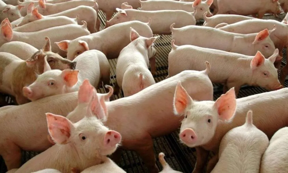 Piauí decreta emergência após confirmar caso de peste suína