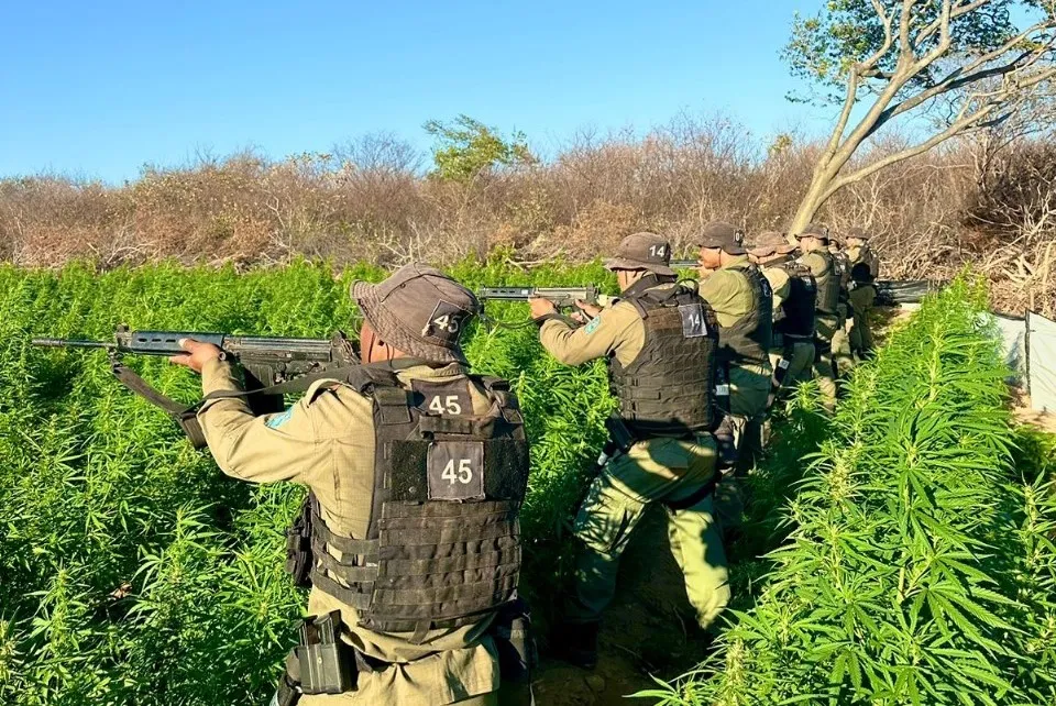 Piauí: Novo centro de produção de maconha no Nordeste
