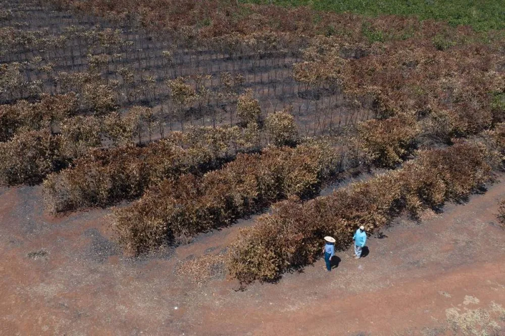 Queimadas devastam o interior paulista: Impactos no agro e na economia em meio à inação governamental
