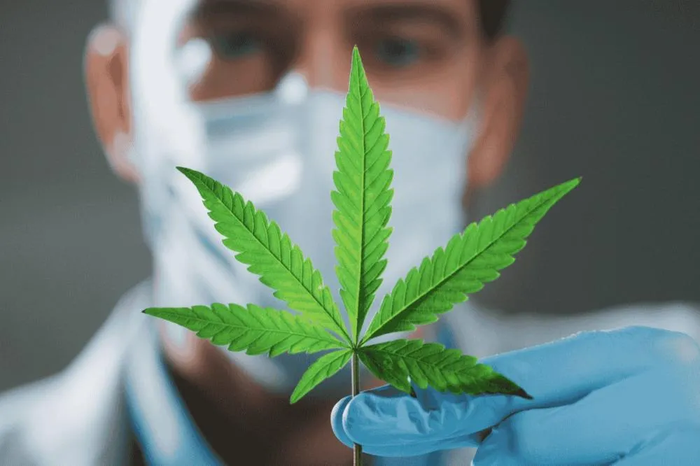 Anvisa libera cultivo de cannabis medicinal no Brasil após anos de debate