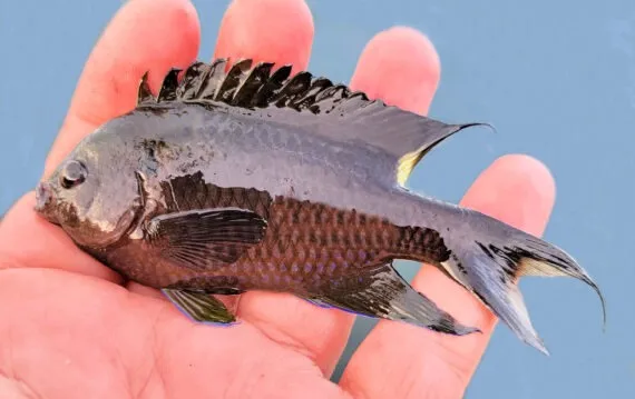 Peixe invasor asiático avança no litoral brasileiro e acende alerta ambiental