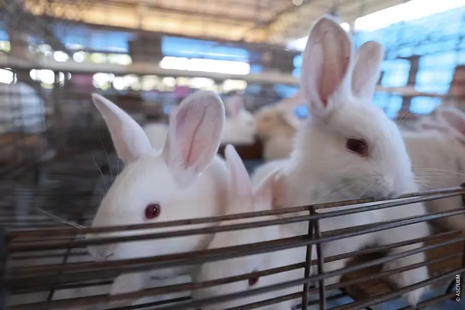 Brasil desenvolve primeiro leite artificial de coelha e avança na cunicultura