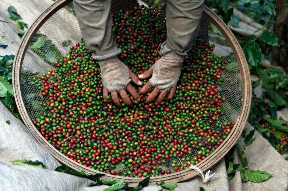Ministério da Fazenda prevê queda no preço do café com safra recorde em 2026