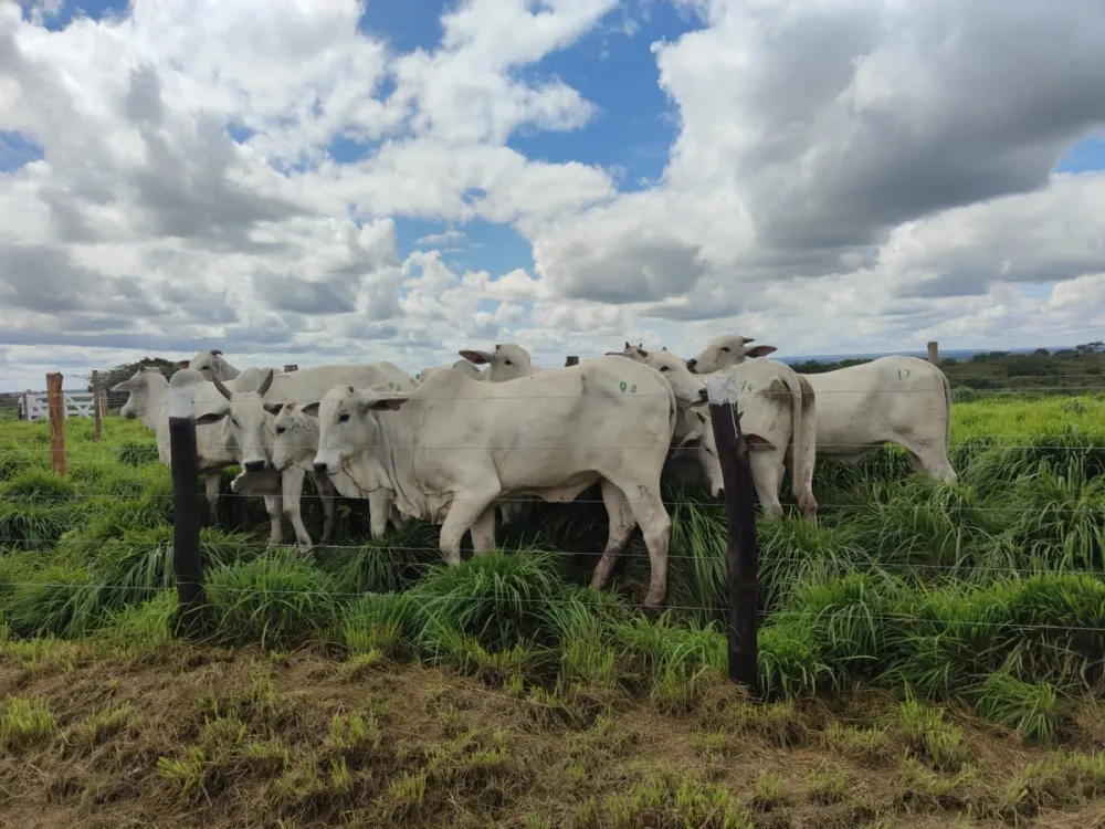 Agro dispara e puxa economia brasileira, mostra prévia do BC