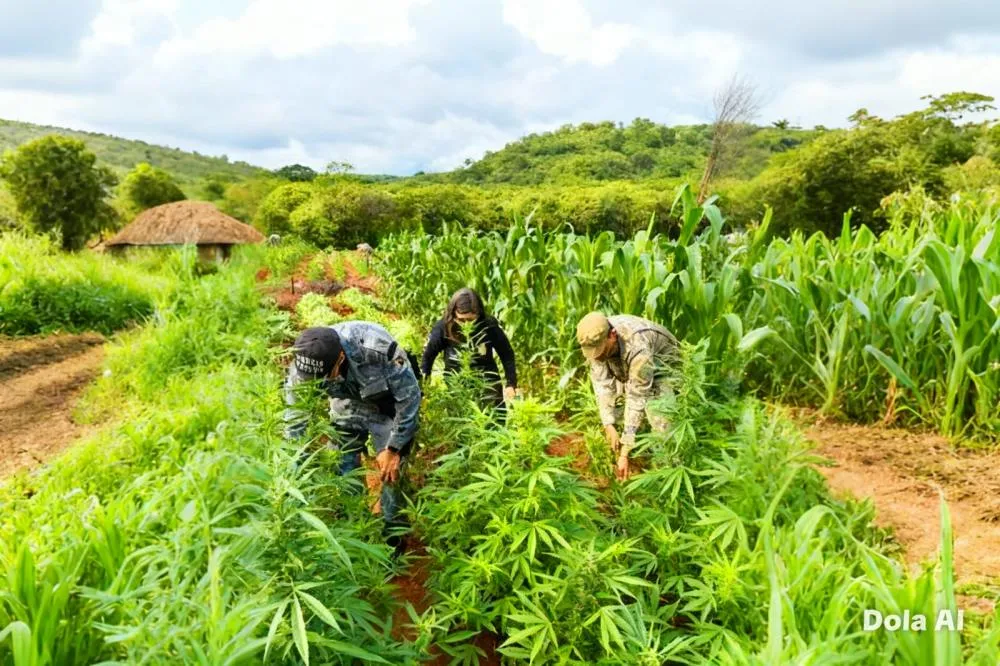 Do “polígono da maconha” ao sertão: Piauí entra no mapa da produção de maconha