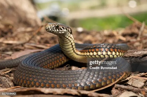Serpentário: movimentos?