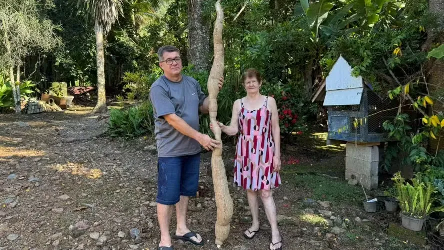 Agricultor colhe mandioca gigante de 2,2 metros e surpreende família em Santa Catarina