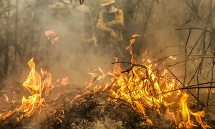 Mato Grosso autoriza pecuária em áreas de preservação para combater incêndios