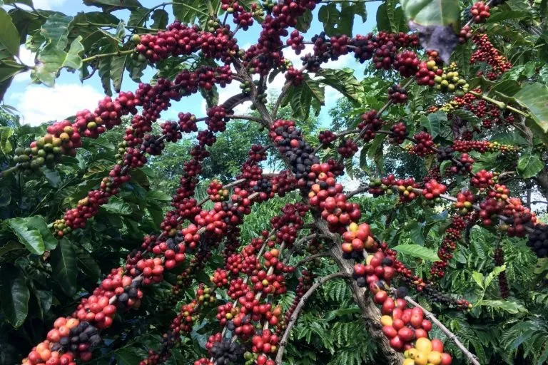 A escalada dos preços do café: Fatores econômicos e climáticos em jogo