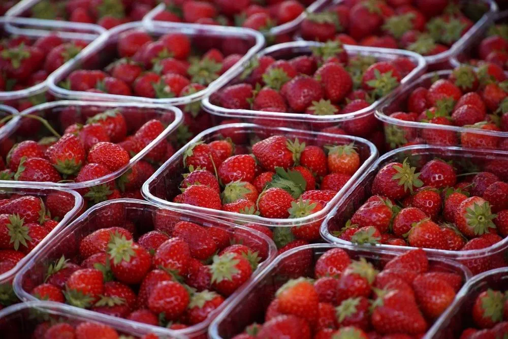 Morango importado dispara e acende alerta no agro brasileiro