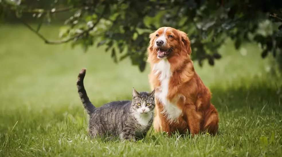 Divórcio agora inclui pets: governo cria regras para guarda compartilhada