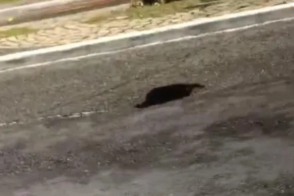 Avenida Raul Lopes tem trecho isolado após surgimento de buraco no asfalto