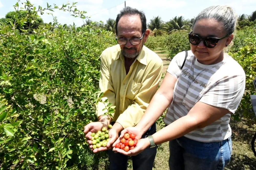 Tabuleiros Litorâneos impulsionam exportação de acerola do Piauí para Europa e EUA