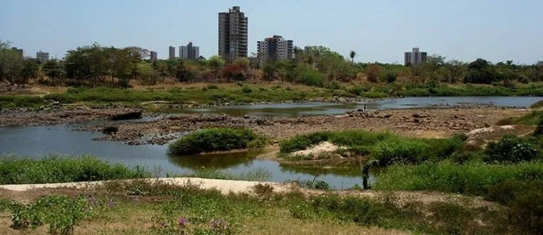 Uma floresta de 270 milhões de anos no centro de Teresina
