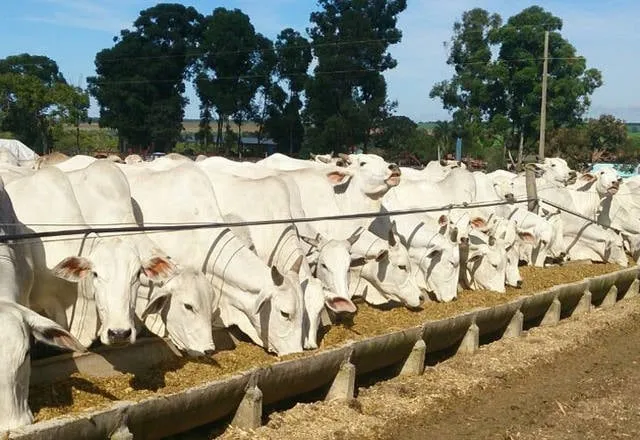 Aumento no valor da arroba do boi gordo surpreende com recorde na exportação