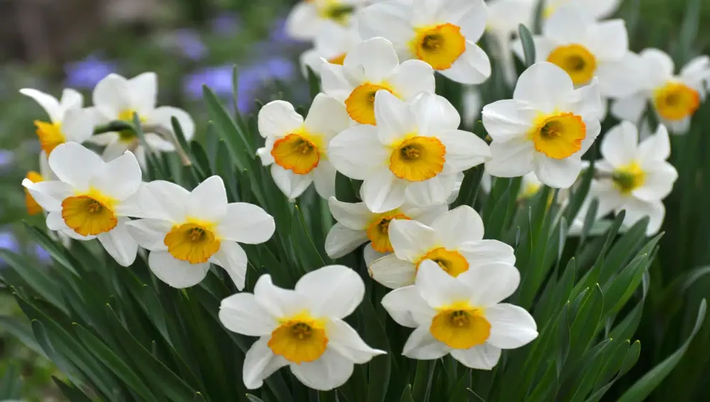 Qual é a sua flor de nascimento? Veja o que ela revela sobre sua personalidade