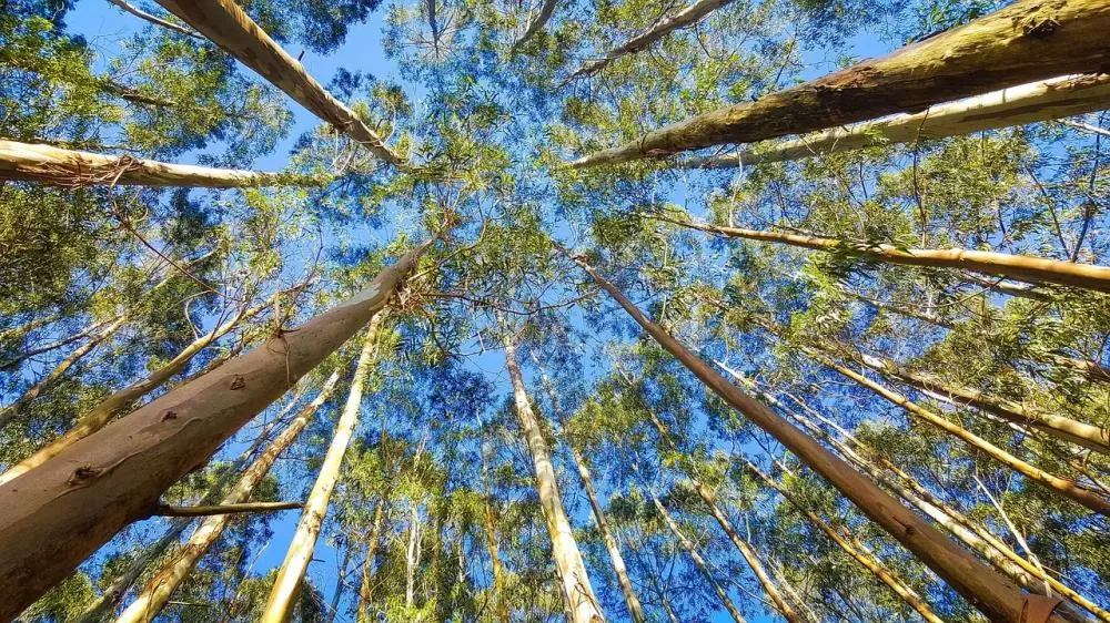O crescimento da exploração de eucalipto no Piauí gera R$ 47 milhões em 2023 e impulsiona a economia local