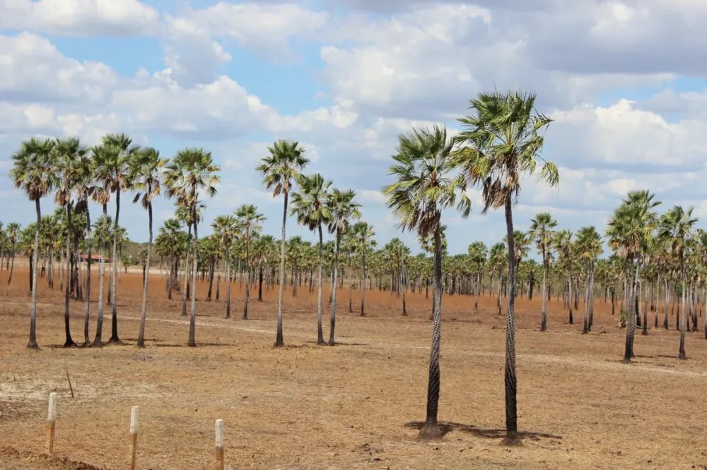 Piauí mantém liderança na produção de pó de carnaúba, mas registra queda de 35% em 17 anos